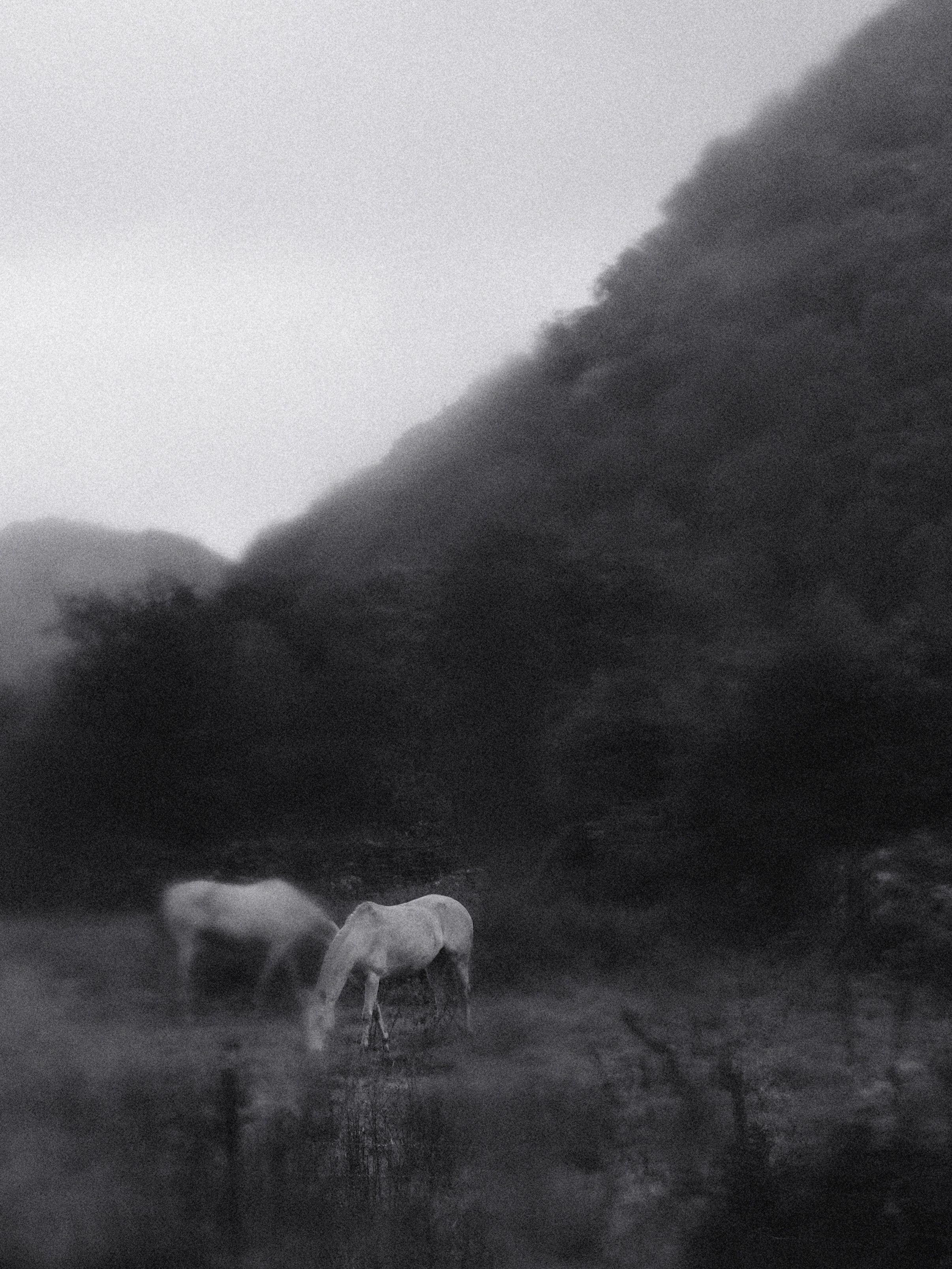 Horses