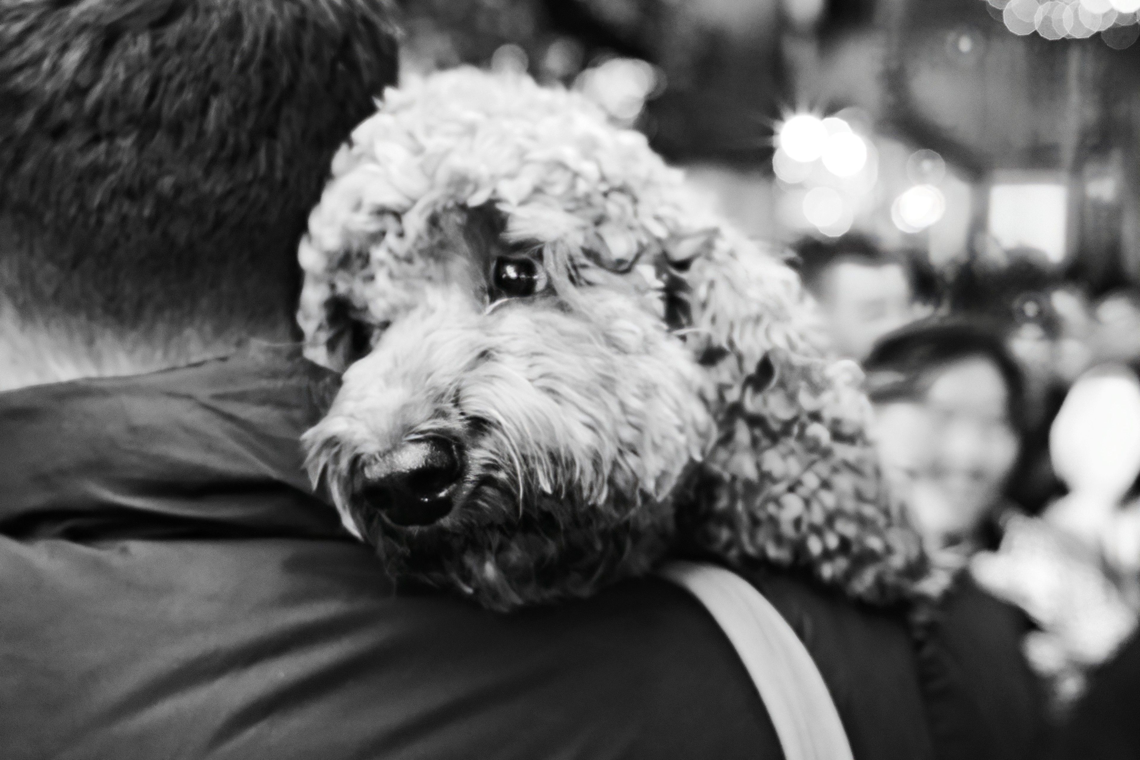 Protector